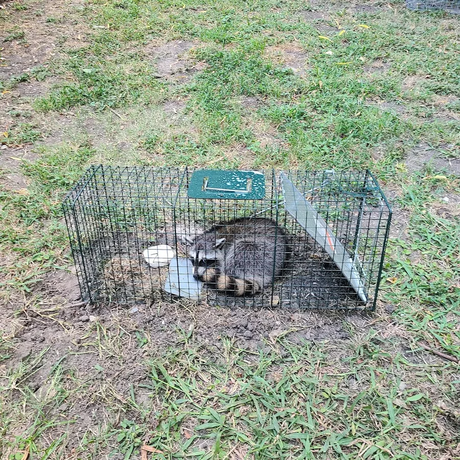 Superior Pest Management LLC in Mesquite, TX — business photo 3