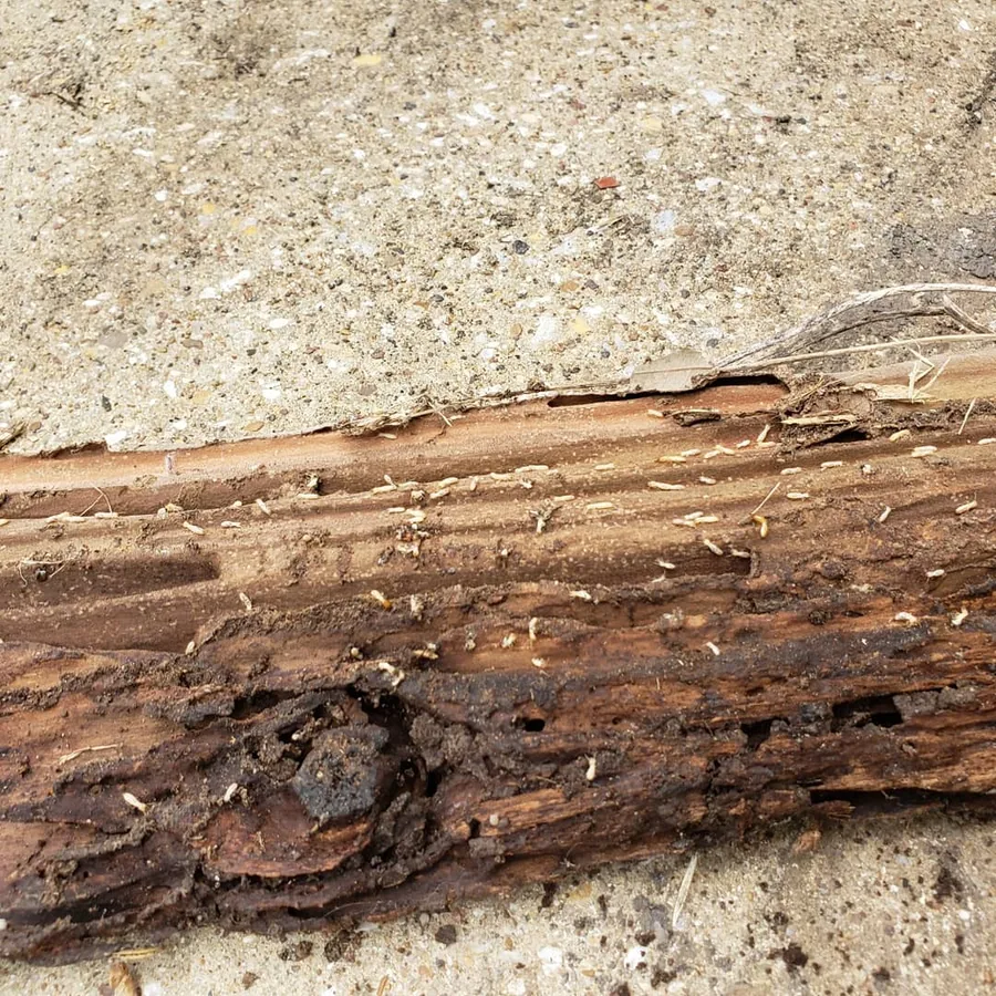 Superior Pest Management LLC in Mesquite, TX — business photo 5