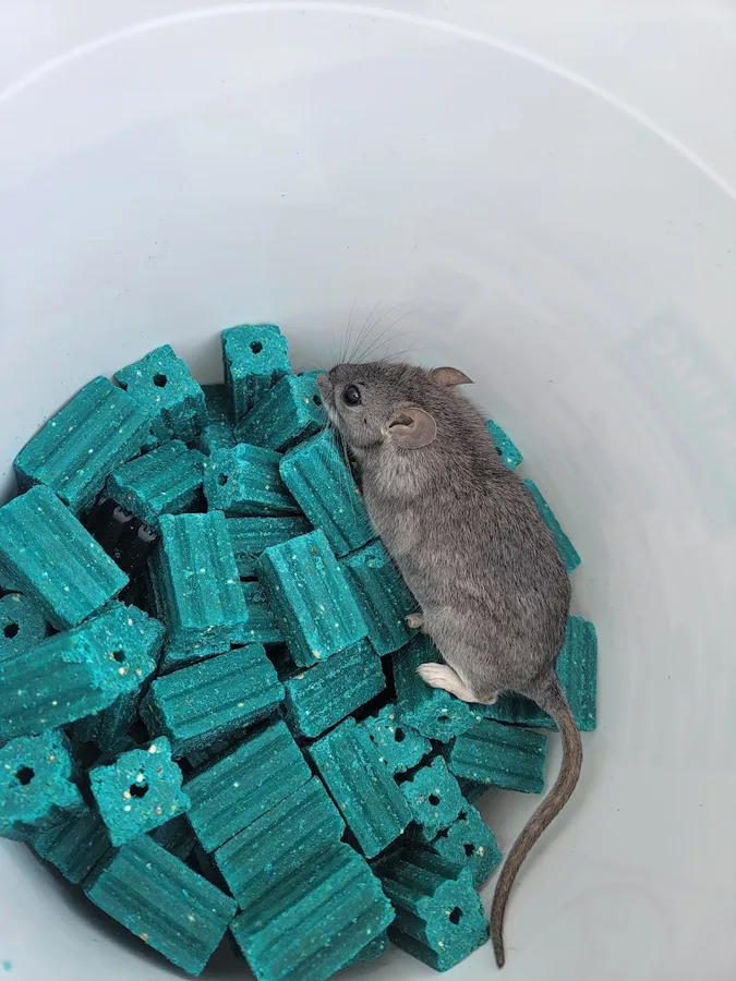 SafeHouse Pest Control — pest control in Corpus Christi, NUECES County, TX