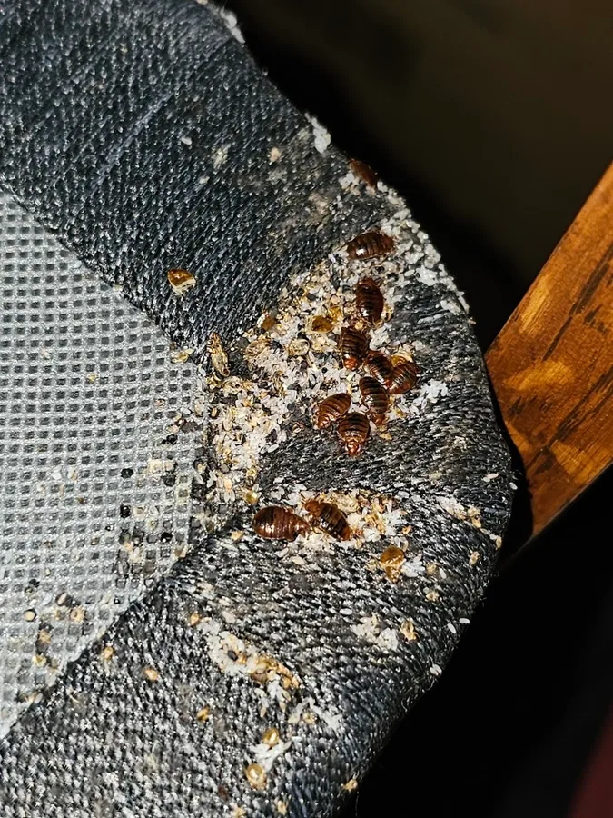 SafeHouse Pest Control in Corpus Christi, TX — business photo 2