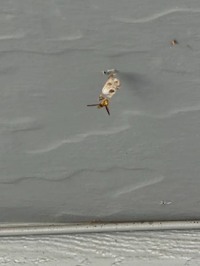 SafeHouse Pest Control in Corpus Christi, TX — business photo 5