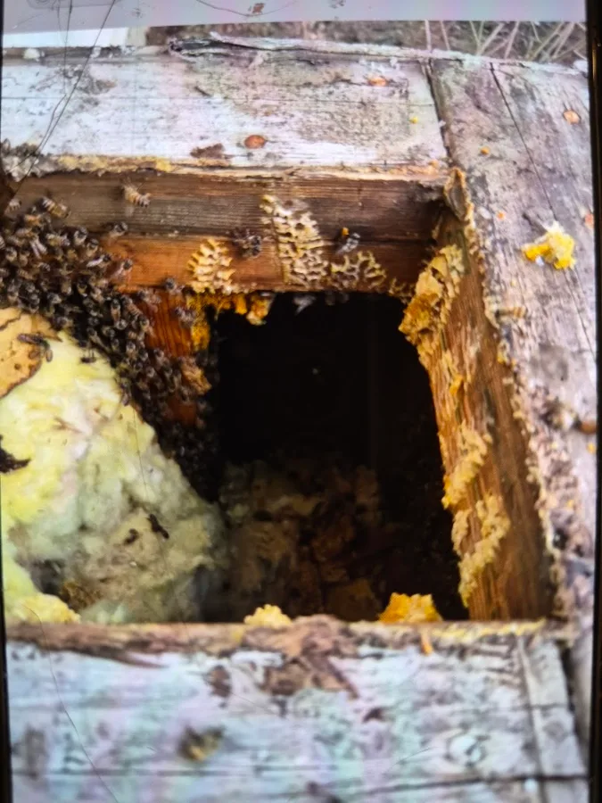 Freedom Pest & Wildlife Control LLC in Granbury, TX — business photo 4