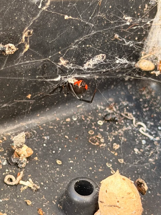 Axiom Pest Control LLC in Magnolia, TX — business photo 5