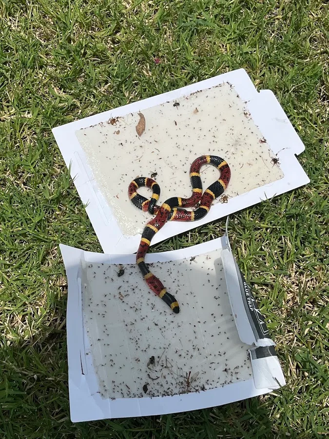 Spray & Pray Pest Control LLC in Robinson, TX — business photo 4